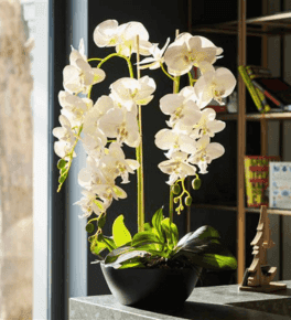 Cultivo de orquídeas no apartamento: como mantê-las dentro do lar!