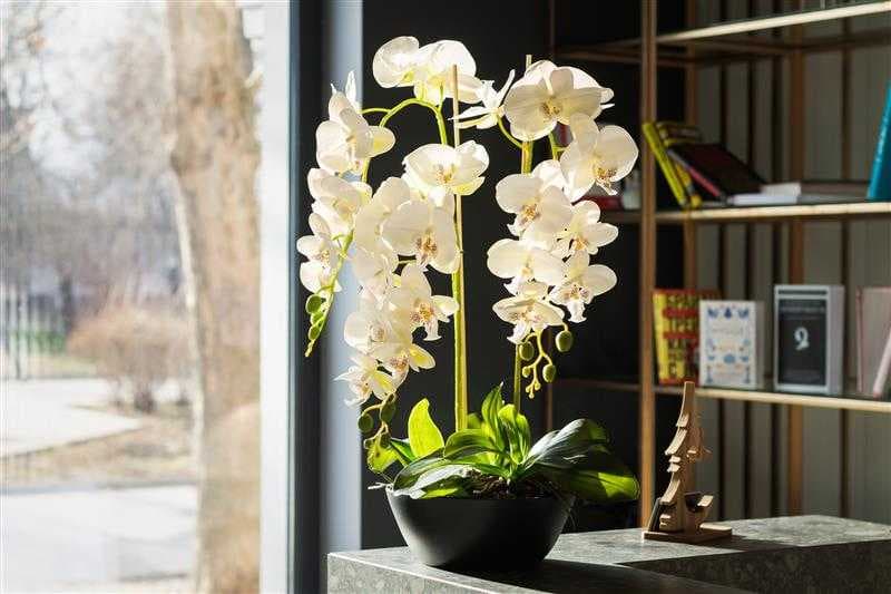 Cultivo de orquídeas no apartamento: como mantê-las dentro do lar!