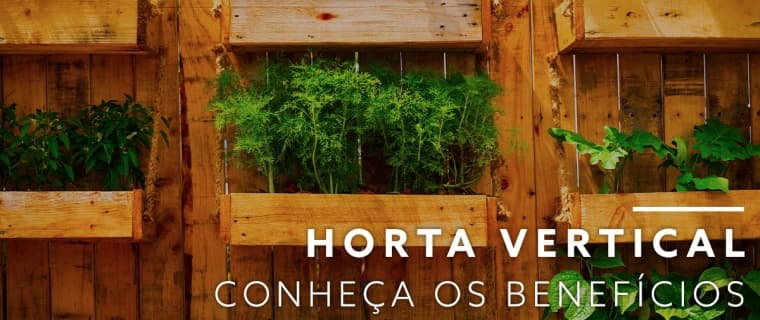 Hortas verticais – alimentos orgânicos e sem conservantes crescendo dentro de casa