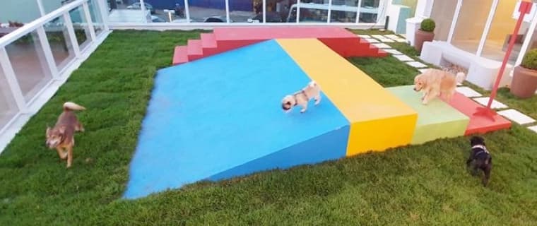 Pets com carinho e regras no condomínio