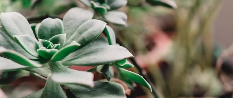 Suculentas, com flores ou folhagens – as plantas dão brilho especial ao apartamento